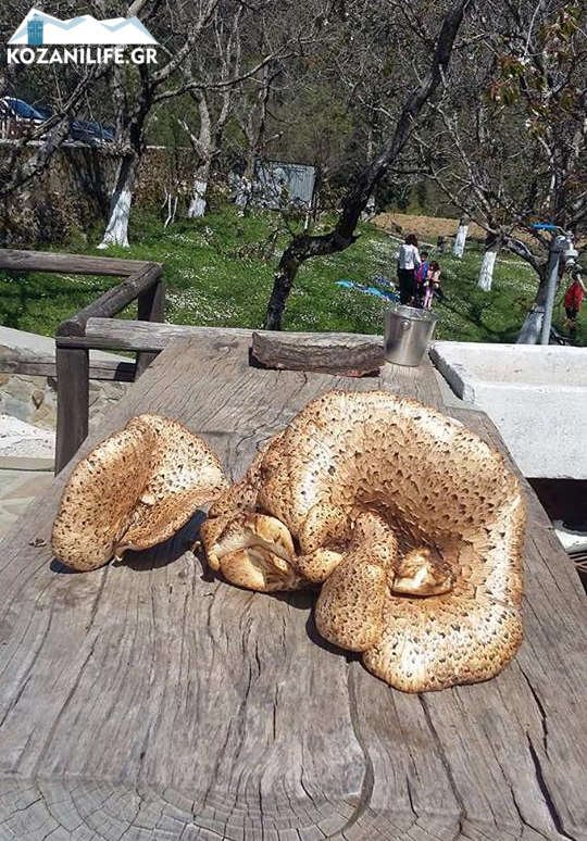 Μανιτάρι-γίγας στην Καρδίτσα -Ζυγίζει οκτώ κιλά [εικόνες] | iefimerida.gr 0