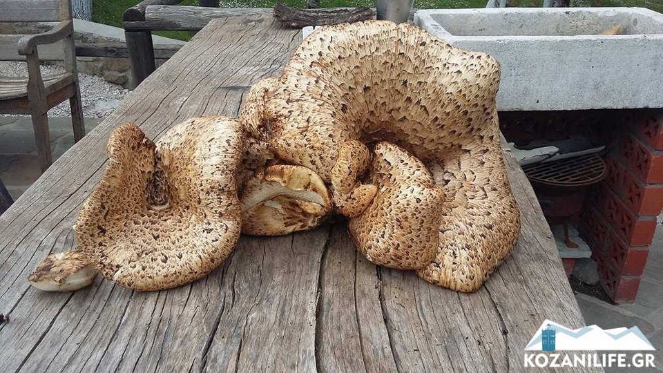 Μανιτάρι-γίγας στην Καρδίτσα -Ζυγίζει οκτώ κιλά [εικόνες] | iefimerida.gr 1