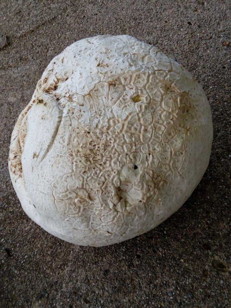 Βρήκαν τεράστιο μανιτάρι στο Ρέθυμνο -Σχεδόν 4 κιλά, το πρώτο του είδους στην Κρήτη [εικόνες] | iefimerida.gr 0