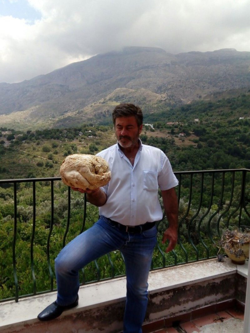 Βρήκαν τεράστιο μανιτάρι στο Ρέθυμνο -Σχεδόν 4 κιλά, το πρώτο του είδους στην Κρήτη [εικόνες] | iefimerida.gr 1