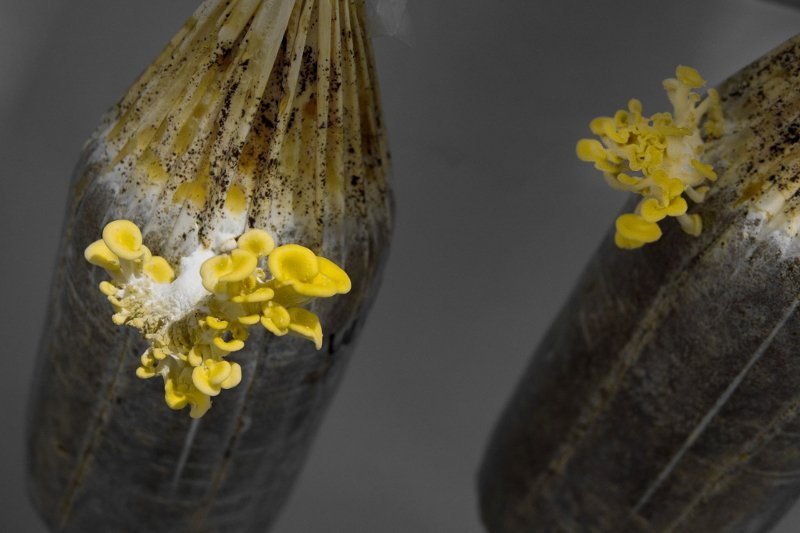 Ελληνες έφτιαξαν φάρμα στο Εσσεξ -Καλλιεργούν μανιτάρια χρησιμοποιώντας καφέ [εικόνες] | iefimerida.gr 0