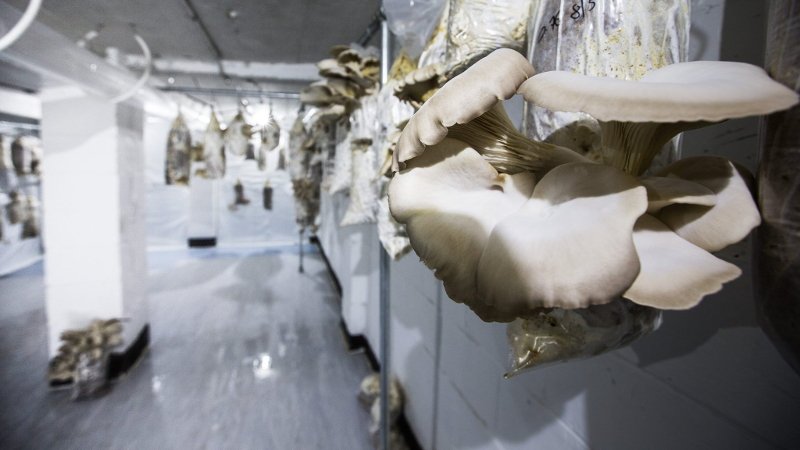 Ελληνες έφτιαξαν φάρμα στο Εσσεξ -Καλλιεργούν μανιτάρια χρησιμοποιώντας καφέ [εικόνες] | iefimerida.gr 1