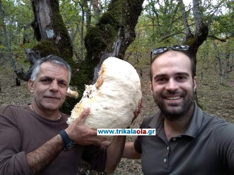 Δύο φίλοι από τα Τρίκαλα, που τους αρέσουν πολύ τα άγρια μανιτάρια, ψάχνουν να βρουν μανιτάρια σε βουνά των Τρικάλων