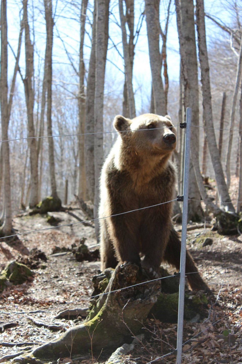 Ξύπνησαν... νωρίς οι αρκούδες στο Νυμφαίο -Λόγω των υψηλών θερμοκρασιών [εικόνες]  | iefimerida.gr 2