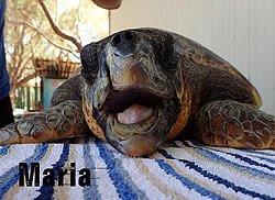 Στα κρητικά νερά ξανά η «Μαρία» -Η καρέτα καρέτα που είχε βρεθεί χτυπημένη στο κεφάλι [εικόνα] | iefimerida.gr 0