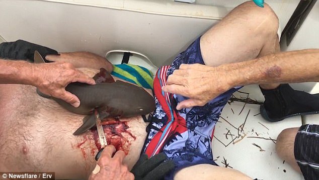 Ούτε σε θρίλερ: Καρχαρίας γαντζώνει τα σαγόνια του στην κοιλιά ενός ψαρά και αρνείται να φύγει [εικόνες & βίντεο] | iefimerida.gr 2