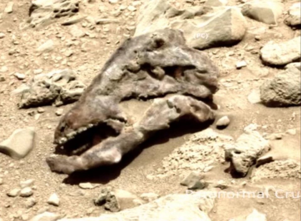 Βρήκαν κεφάλι... δεινόσαυρου στον Αρη; [εικόνες & βίντεο] | iefimerida.gr 0
