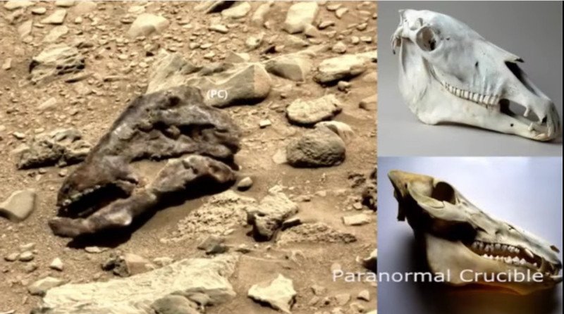 Βρήκαν κεφάλι... δεινόσαυρου στον Αρη; [εικόνες & βίντεο] | iefimerida.gr 1