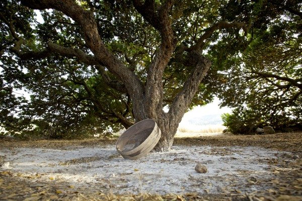 Μαστίχα, ένα αποκλειστικά ελληνικό προϊόν: Πώς το χρησιμοποιούν σε κάθε χώρα και η τρέλα των Σαουδαράβων | iefimerida.gr 1