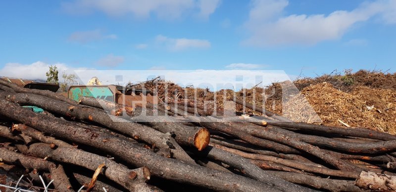 Λίπασμα για το έδαφος γίνονται οι κομμένοι κορμοί των καμμένων δέντρων στο Μάτι [εικόνες] | iefimerida.gr 3