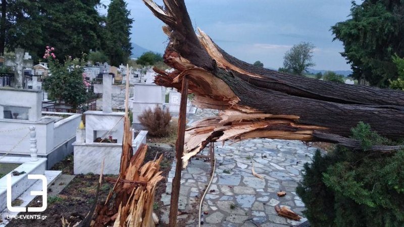 Ξεριζώθηκαν δέντρα από την κακοκαιρία