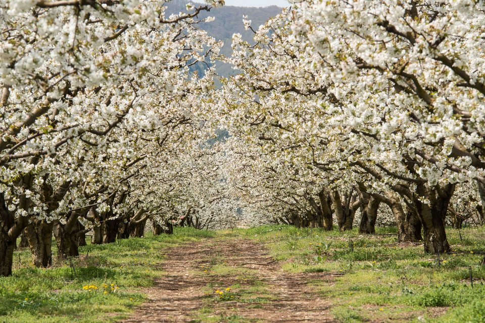 Κεράσι: Το «rising star» των ελληνικών φρούτων! Τον Απρίλιο μεγάλο παγκόσμιο συνέδριο στη Νάουσα [εικόνες] | iefimerida.gr 3