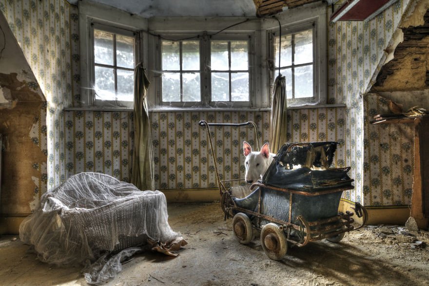 Σκύλος σε ρόλο μοντέλου -Εξερευνώντας εγκαταλελειμμένα κτίρια στην Ευρώπη [εικόνες] | iefimerida.gr 0