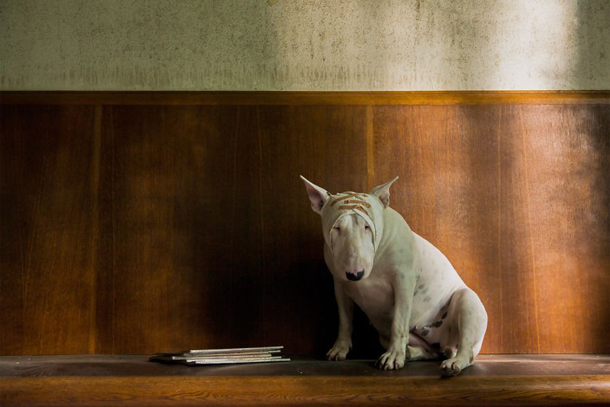 Σκύλος σε ρόλο μοντέλου -Εξερευνώντας εγκαταλελειμμένα κτίρια στην Ευρώπη [εικόνες] | iefimerida.gr 10
