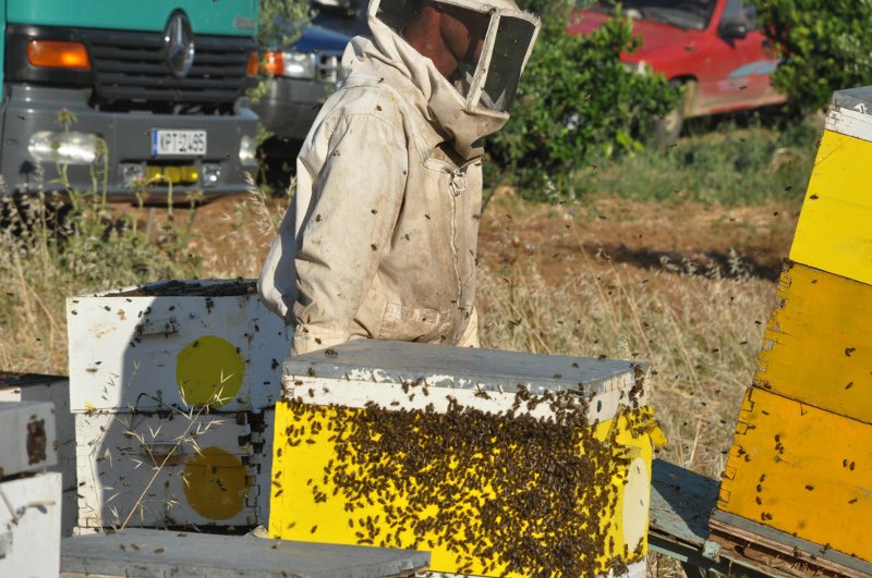 «Πλημμύρισε» μέλισσες η επαρχιακή οδός Ναυπλίου-Μυκηνών: Ανετράπη φορτηγό με κυψέλες [εικόνες] | iefimerida.gr 10