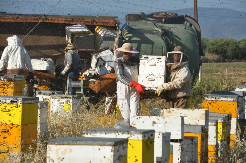 «Πλημμύρισε» μέλισσες η επαρχιακή οδός Ναυπλίου-Μυκηνών: Ανετράπη φορτηγό με κυψέλες [εικόνες] | iefimerida.gr 11