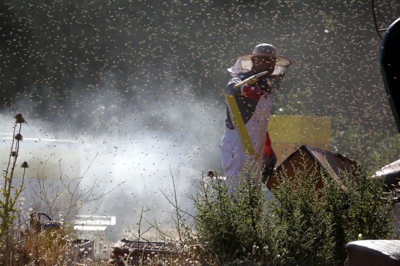 «Πλημμύρισε» μέλισσες η επαρχιακή οδός Ναυπλίου-Μυκηνών: Ανετράπη φορτηγό με κυψέλες [εικόνες] | iefimerida.gr 13