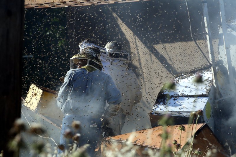 «Πλημμύρισε» μέλισσες η επαρχιακή οδός Ναυπλίου-Μυκηνών: Ανετράπη φορτηγό με κυψέλες [εικόνες] | iefimerida.gr 3