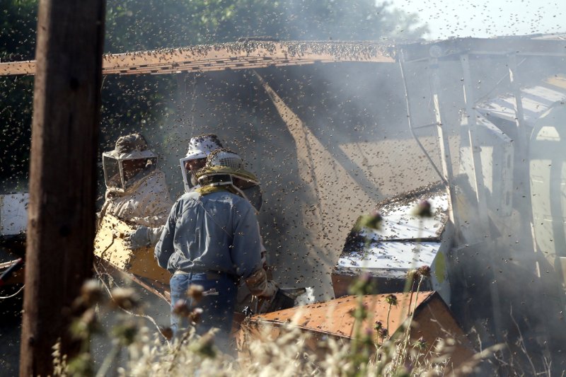 «Πλημμύρισε» μέλισσες η επαρχιακή οδός Ναυπλίου-Μυκηνών: Ανετράπη φορτηγό με κυψέλες [εικόνες] | iefimerida.gr 5