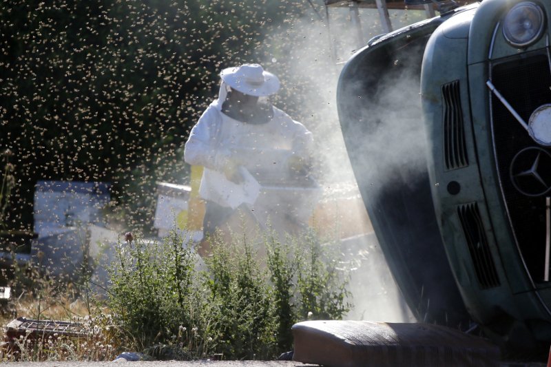 «Πλημμύρισε» μέλισσες η επαρχιακή οδός Ναυπλίου-Μυκηνών: Ανετράπη φορτηγό με κυψέλες [εικόνες] | iefimerida.gr 7
