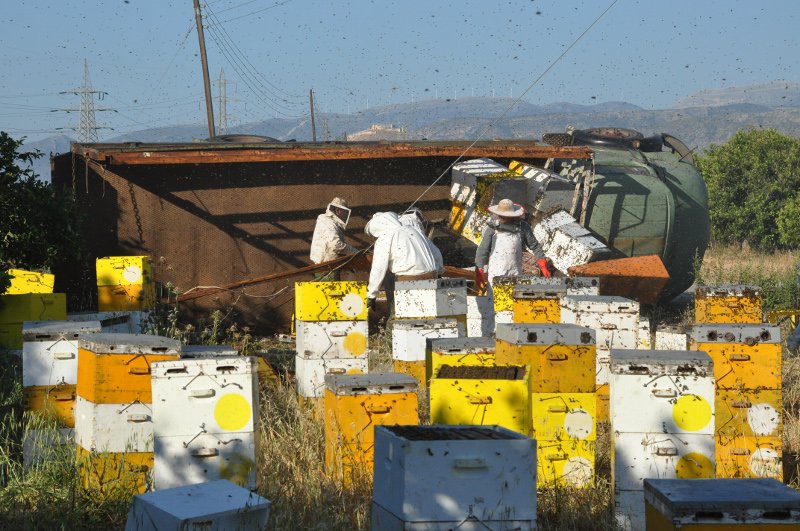 «Πλημμύρισε» μέλισσες η επαρχιακή οδός Ναυπλίου-Μυκηνών: Ανετράπη φορτηγό με κυψέλες [εικόνες] | iefimerida.gr 8