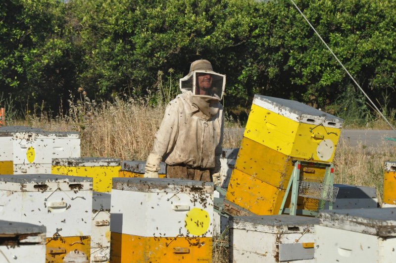 «Πλημμύρισε» μέλισσες η επαρχιακή οδός Ναυπλίου-Μυκηνών: Ανετράπη φορτηγό με κυψέλες [εικόνες] | iefimerida.gr 9