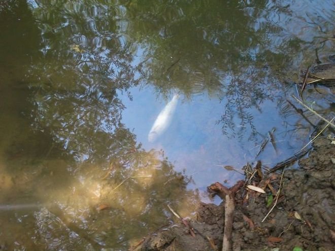 Άλλαξαν τη ροή του Ασωπού για να ποτίσουν τα περιβόλια και προκάλεσαν ανυπολόγιστη ζημιά [εικόνες] | iefimerida.gr 0