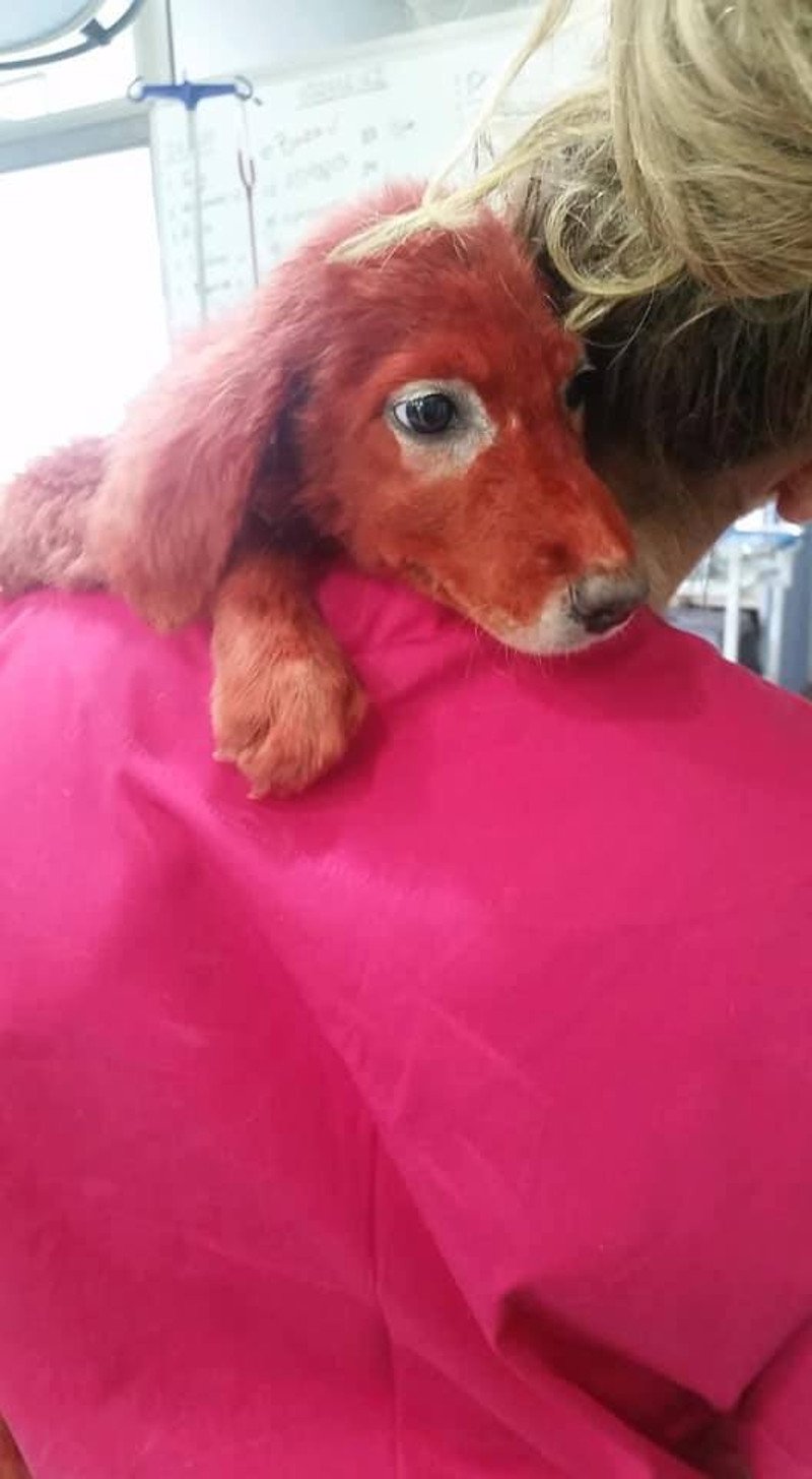 Μετά τις πρώτες βοήθειες το κουτάβι απολαμβάνει μια ζεστή αγκαλιά