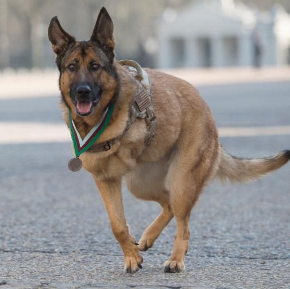Παρασημοφόρησαν την τρίποδη Λούκα -Εχασε το πόδι της υπηρετώντας στο Ιράκ [εικόνες & βίντεο] | iefimerida.gr 0