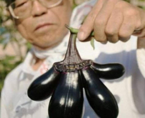 Εικόνες σοκ μεταλλαγμένων από τη ραδιενέργεια φρούτων και λαχανικών [εικόνες] | iefimerida.gr 0