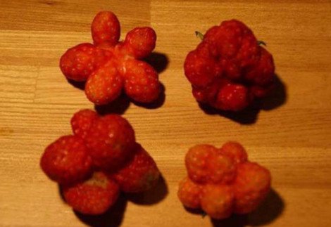 Εικόνες σοκ μεταλλαγμένων από τη ραδιενέργεια φρούτων και λαχανικών [εικόνες] | iefimerida.gr 1