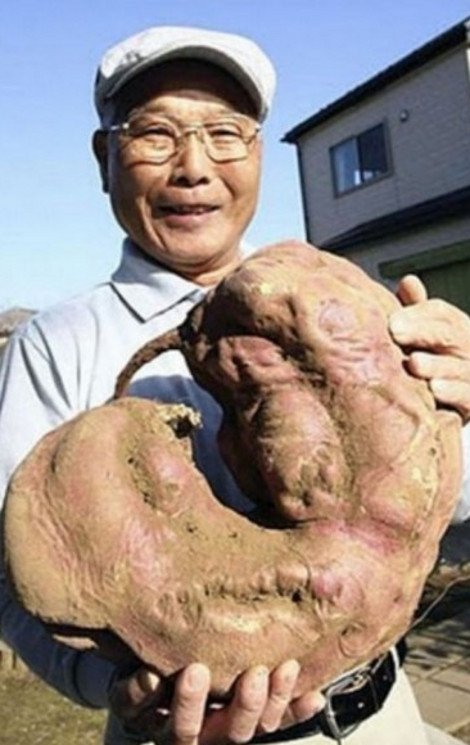 Εικόνες σοκ μεταλλαγμένων από τη ραδιενέργεια φρούτων και λαχανικών [εικόνες] | iefimerida.gr 2