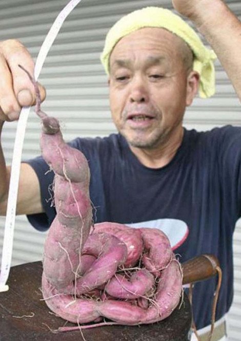 Εικόνες σοκ μεταλλαγμένων από τη ραδιενέργεια φρούτων και λαχανικών [εικόνες] | iefimerida.gr 4