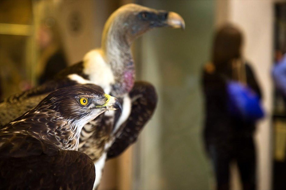 Υποψήφιο για δύο Ευρωπαϊκά βραβεία το Μουσείο Φυσικής Ιστορίας Μετεώρων [εικόνες] | iefimerida.gr 0