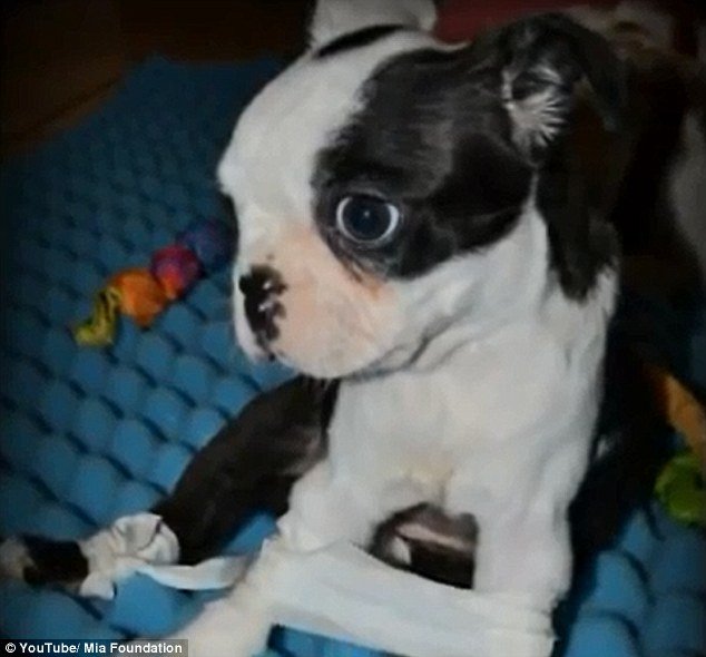 H πιο συγκινητική ιστορία της ημέρας – Ο Μικ, το παράλυτο κουτάβι που έμαθε να περπατά [εικόνες & βίντεο] | iefimerida.gr 1