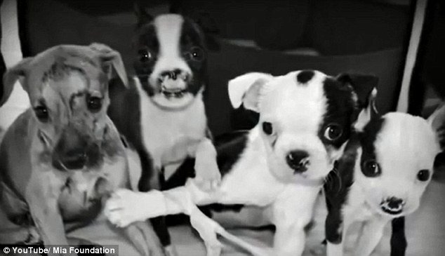 H πιο συγκινητική ιστορία της ημέρας – Ο Μικ, το παράλυτο κουτάβι που έμαθε να περπατά [εικόνες & βίντεο] | iefimerida.gr 2