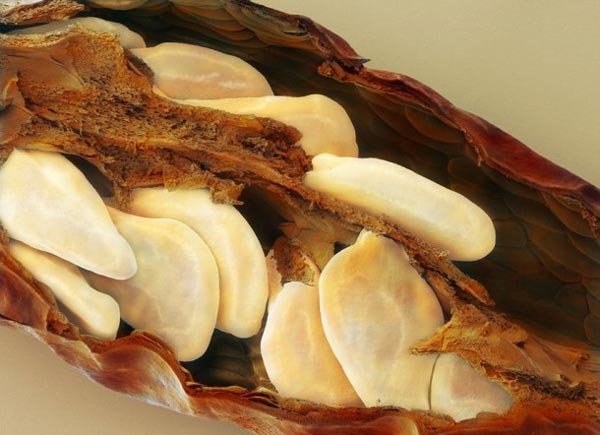 Πως είναι το φαγητό μας κάτω από το μικροσκόπιο [εικόνες]  | iefimerida.gr 11