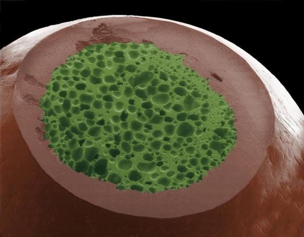 Πως είναι το φαγητό μας κάτω από το μικροσκόπιο [εικόνες]  | iefimerida.gr 4