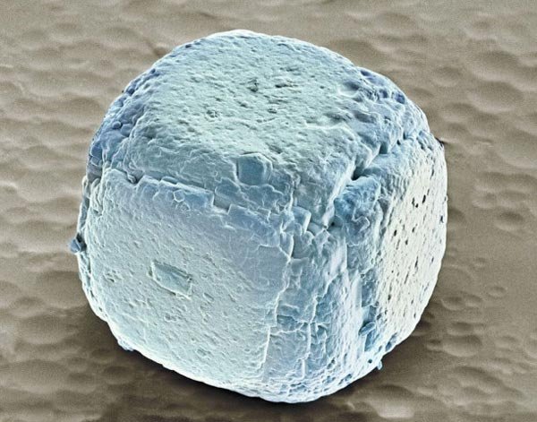 Πως είναι το φαγητό μας κάτω από το μικροσκόπιο [εικόνες]  | iefimerida.gr 6