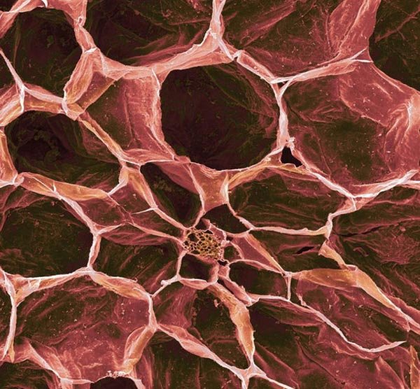 Πως είναι το φαγητό μας κάτω από το μικροσκόπιο [εικόνες]  | iefimerida.gr 5