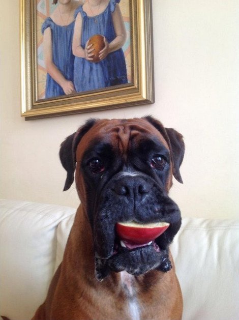 Φάτε μήλα κατά του Πούτιν -Eτσι απαντούν οι Πολωνοί στο ρωσικό εμπάργκο [εικόνες] | iefimerida.gr 3