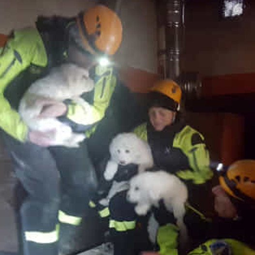 Ιταλία: Ανασύρθηκαν ζωντανά τρία κουταβάκια από το ξενοδοχείο Rigopiano [εικόνες & βίντεο] | iefimerida.gr 0