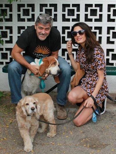 Οι Κλούνεϊ δεν κάνουν παιδιά, υιοθετούν σκύλους [εικόνες] | iefimerida.gr 0