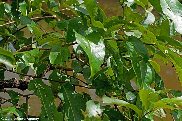 Η νέα «τρέλα» στο διαδίκτυο -Κανείς δεν μπορεί να εντοπίσει πού βρίσκεται ο βάτραχος [εικόνες] | iefimerida.gr 0