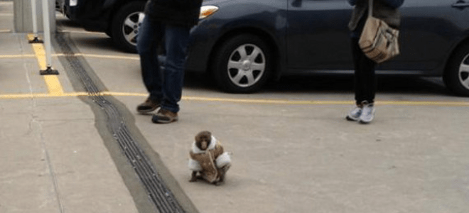 Ο καλοντυμένος πίθηκος που σουλατσάρει μόνος του στο ΙΚΕΑ [εικόνες] | iefimerida.gr 0