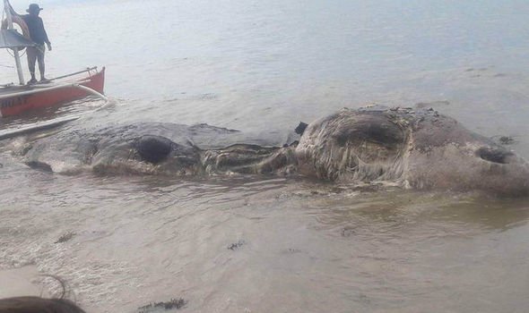 Μυστήριο στις Φιλιππίνες: Ξεβράστηκε τέρας 10 μέτρων [εικόνες & βίντεο]  | iefimerida.gr 1