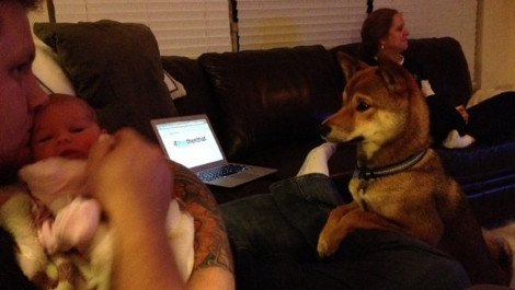 Η ιστορία που «έλιωσε» το Ιντερνετ: Σκύλος σε ρόλο φύλακα-άγγελου νεογέννητου -Κοιμάται μαζί του και δεν το αφήνει στιγμή από τα μάτια του [εικόνες] | iefimerida.gr 0