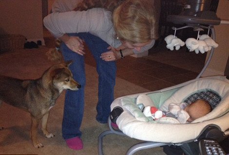 Η ιστορία που «έλιωσε» το Ιντερνετ: Σκύλος σε ρόλο φύλακα-άγγελου νεογέννητου -Κοιμάται μαζί του και δεν το αφήνει στιγμή από τα μάτια του [εικόνες] | iefimerida.gr 9