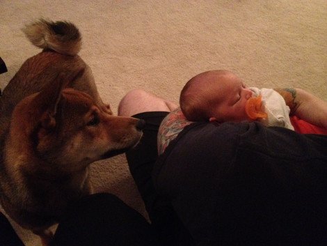 Η ιστορία που «έλιωσε» το Ιντερνετ: Σκύλος σε ρόλο φύλακα-άγγελου νεογέννητου -Κοιμάται μαζί του και δεν το αφήνει στιγμή από τα μάτια του [εικόνες] | iefimerida.gr 10