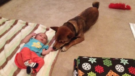 Η ιστορία που «έλιωσε» το Ιντερνετ: Σκύλος σε ρόλο φύλακα-άγγελου νεογέννητου -Κοιμάται μαζί του και δεν το αφήνει στιγμή από τα μάτια του [εικόνες] | iefimerida.gr 1